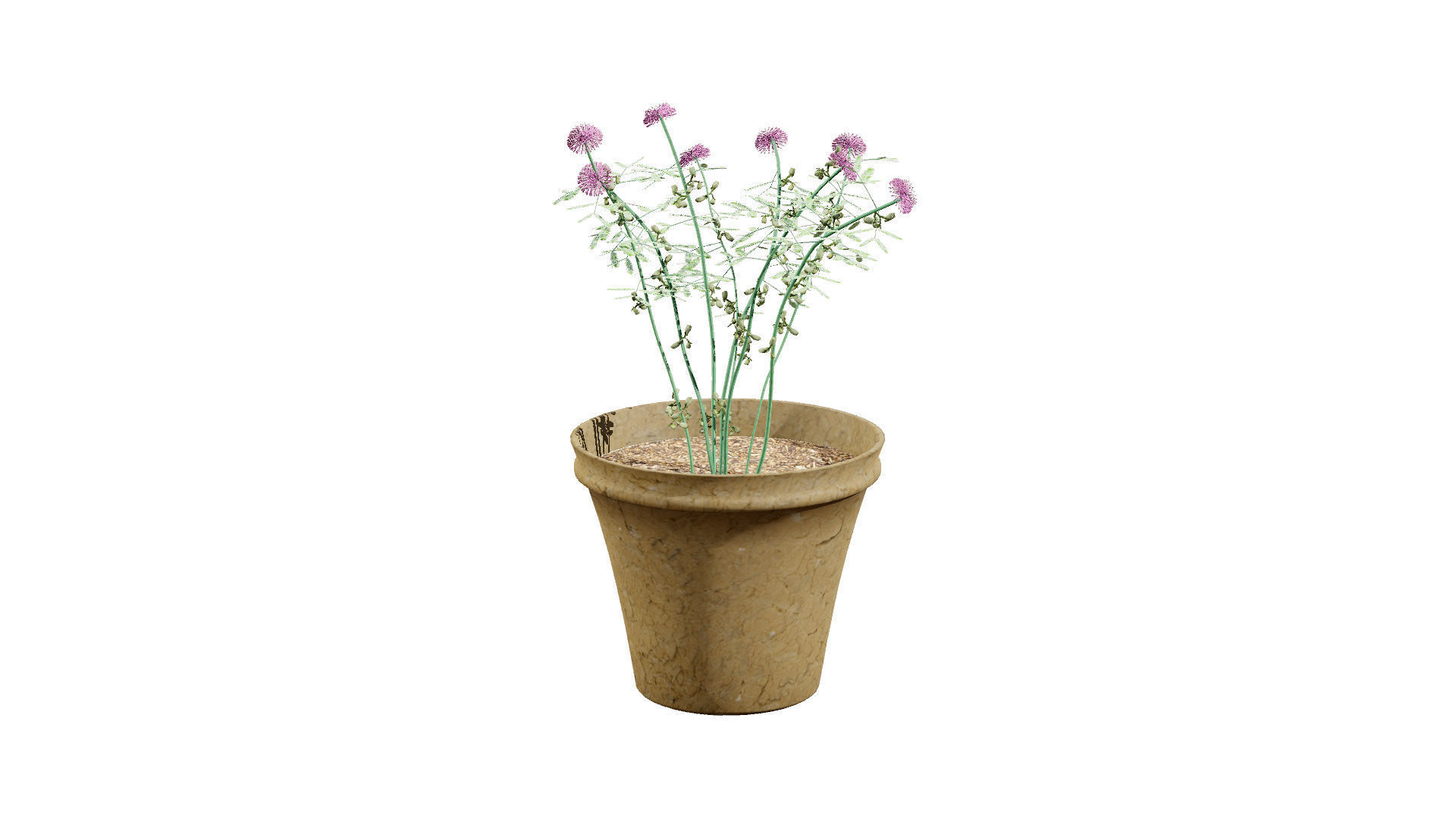 Mimosa Potted Plant 3D Model Low-poly 3D model_4