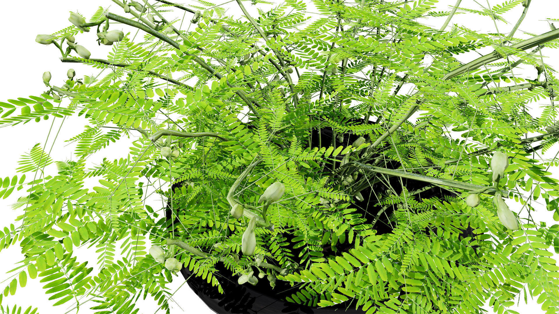 Mimosa Potted Plant 3D Model Low-poly 3D model_7