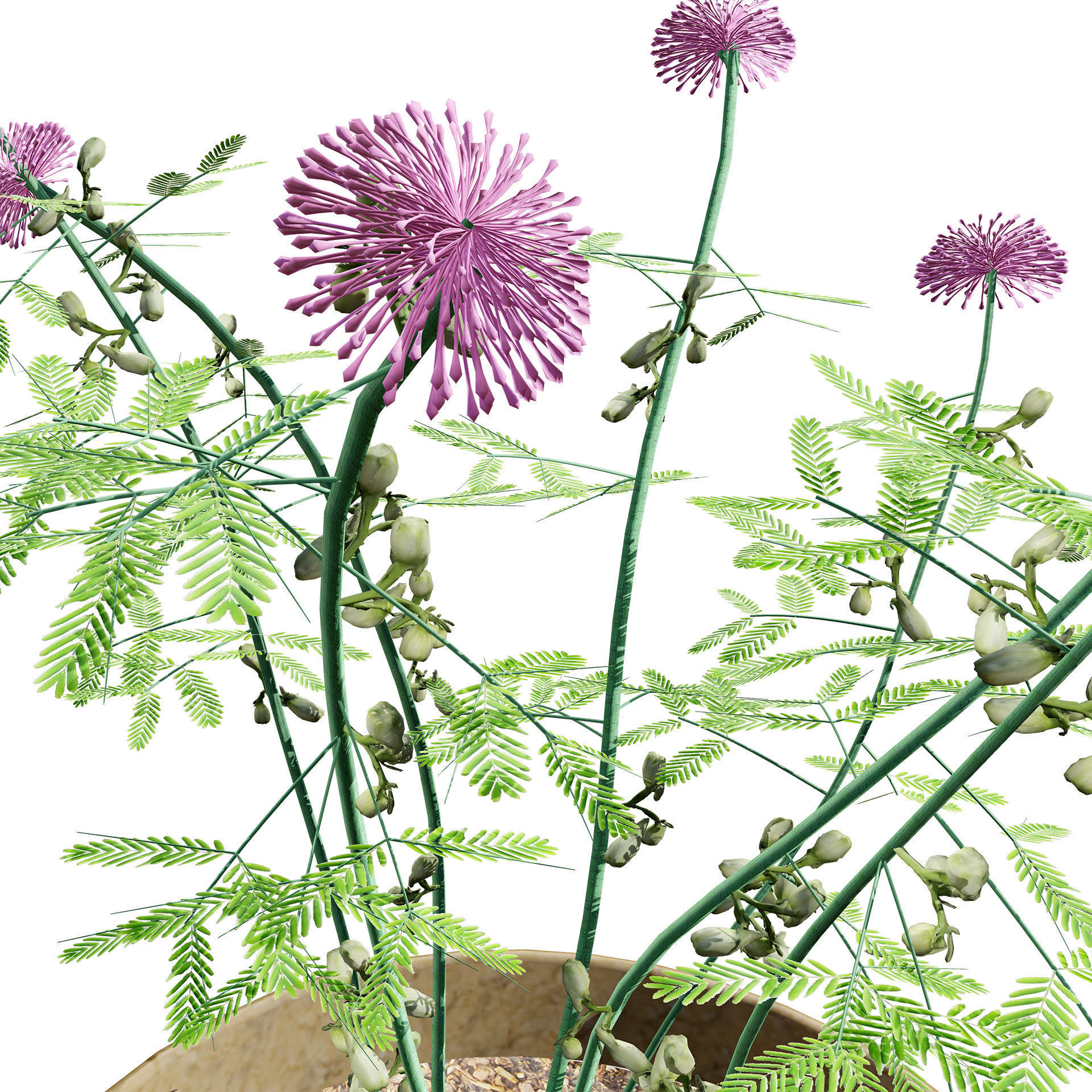 Mimosa Potted Plant 3D Model Low-poly 3D model_5