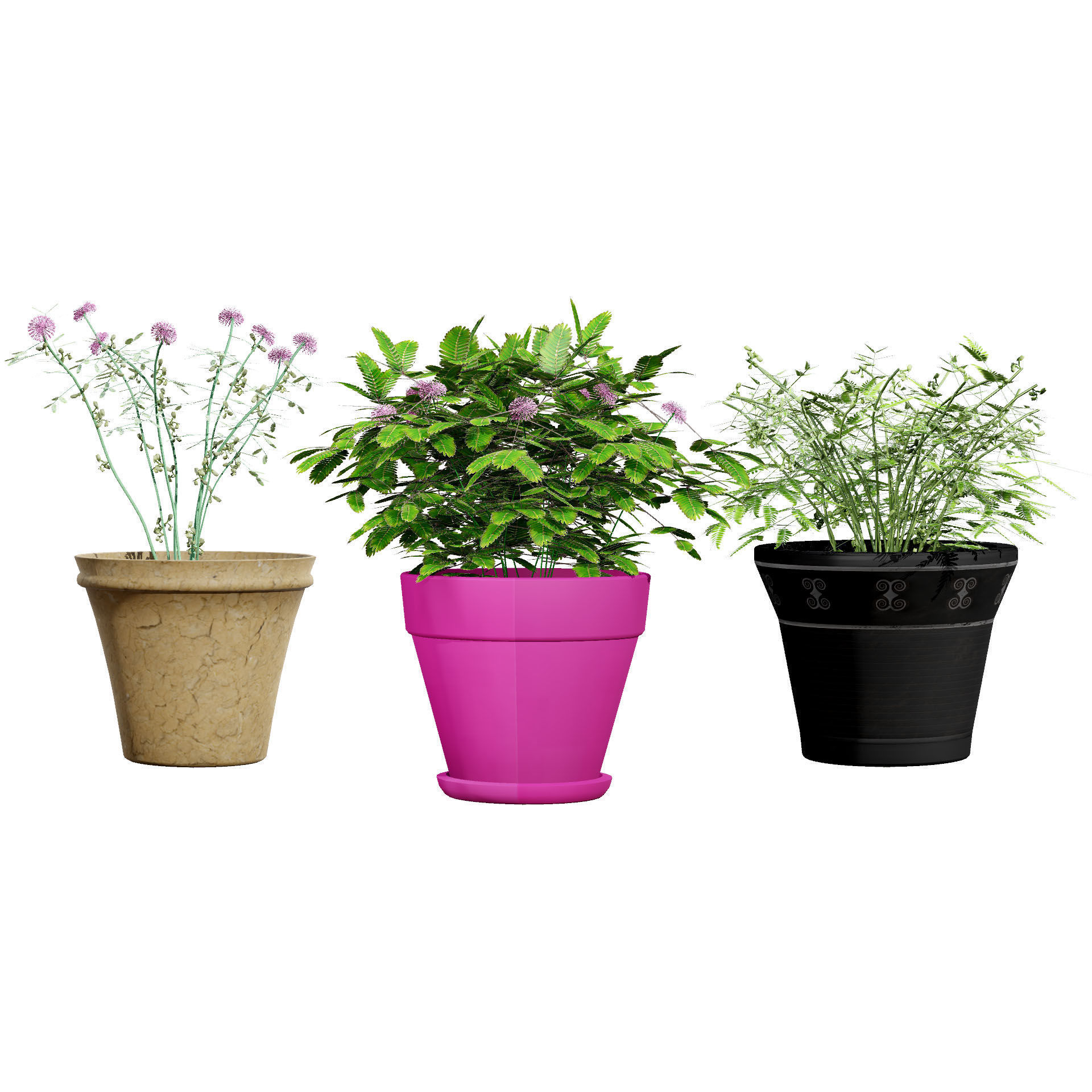 Mimosa Potted Plant 3D Model Low-poly 3D model_2