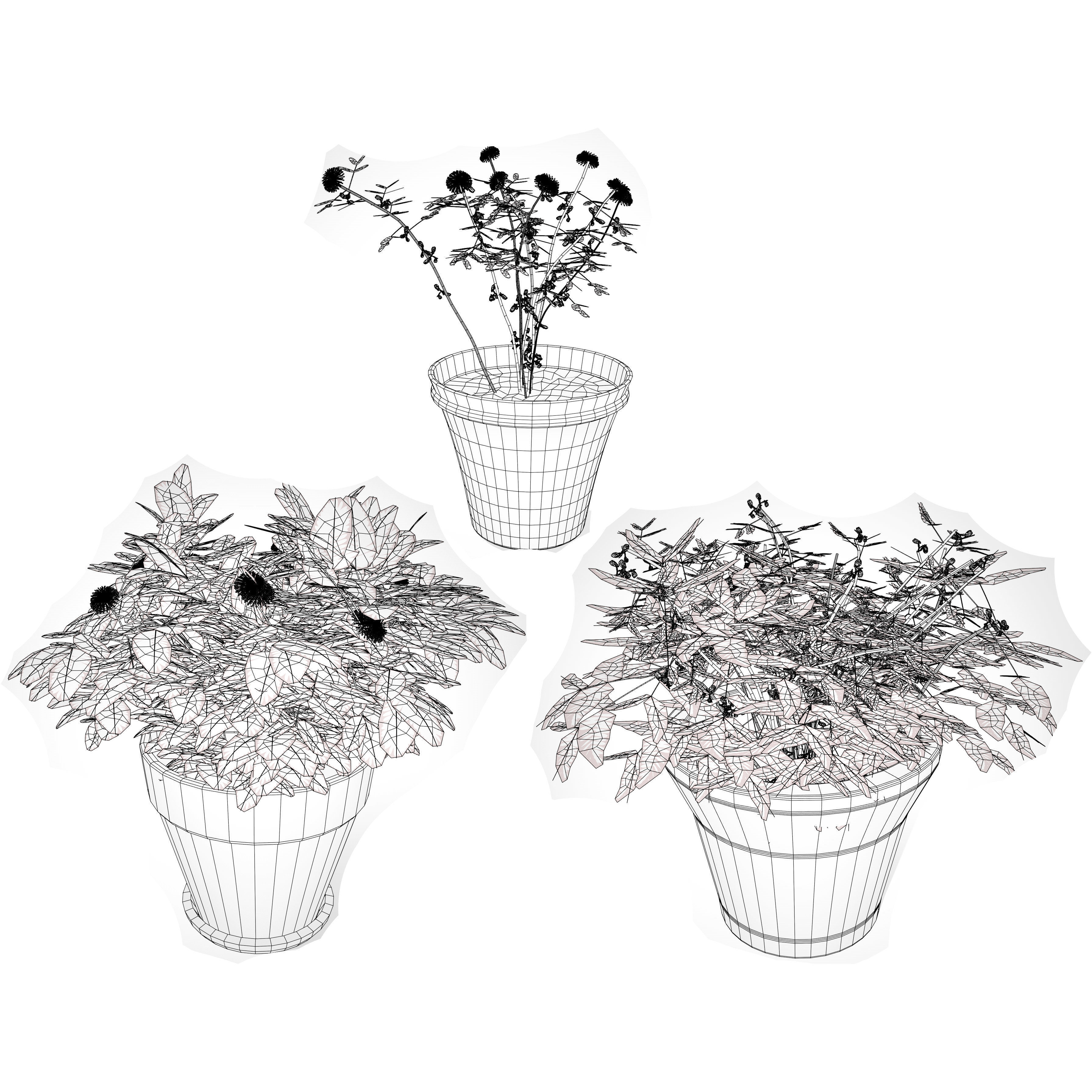 Mimosa Potted Plant 3D Model Low-poly 3D model_9