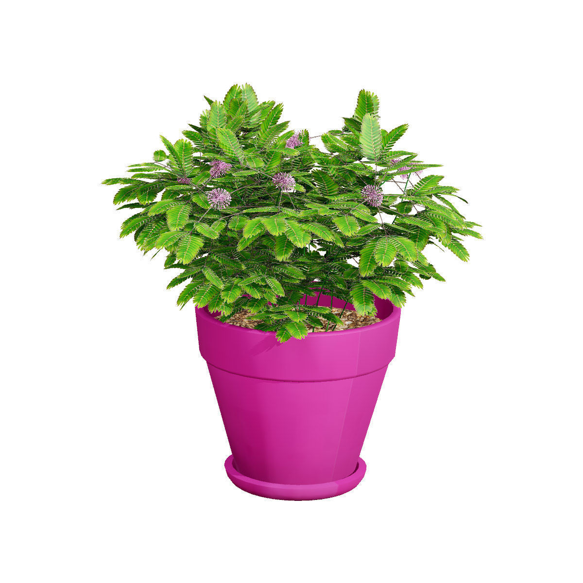 Mimosa Potted Plant 3D Model Low-poly 3D model_3