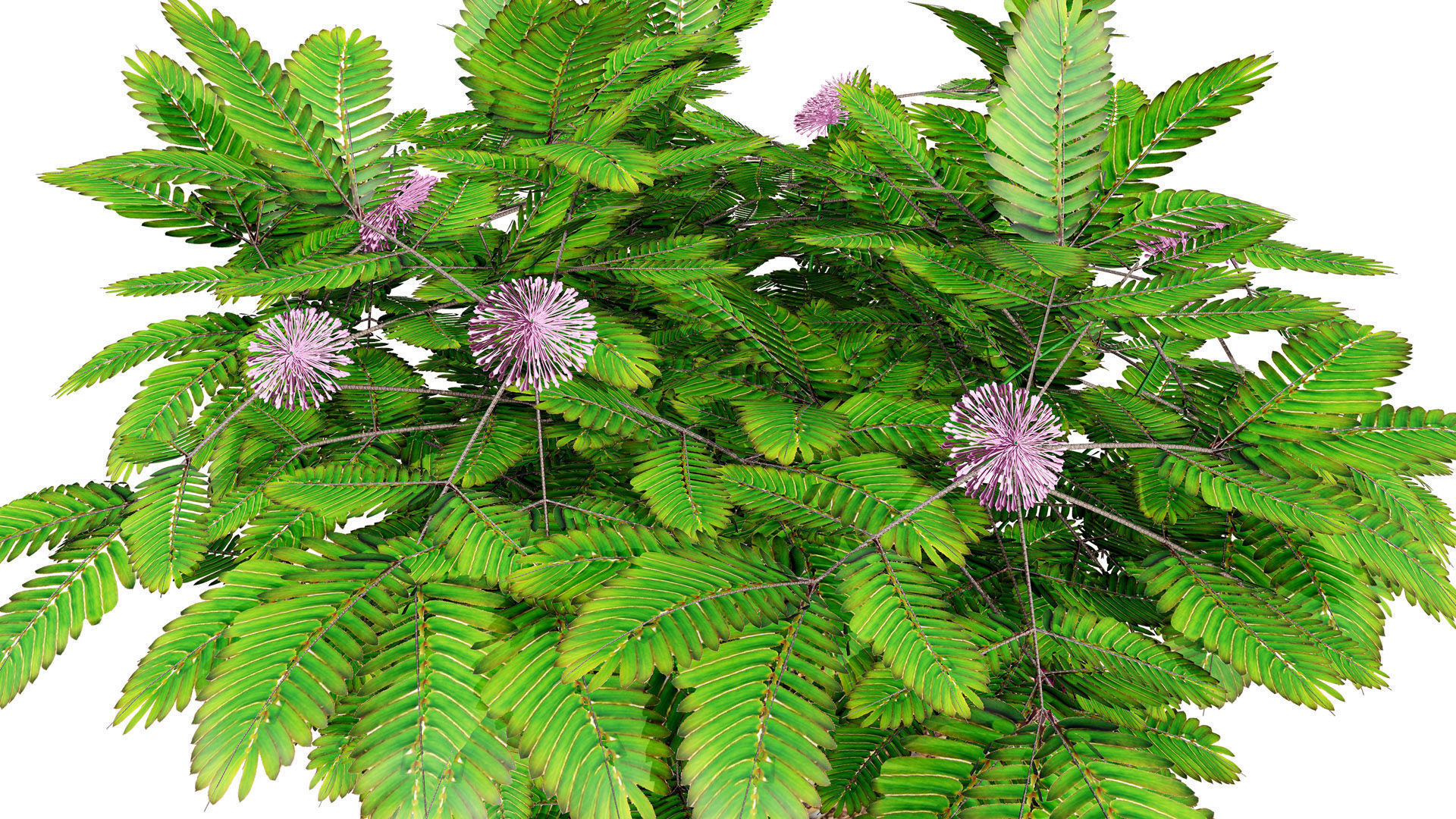 Mimosa Potted Plant 3D Model Low-poly 3D model_6