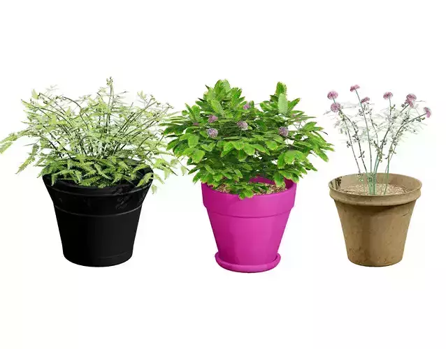 Mimosa Potted Plant 3D Model Low-poly 3D model