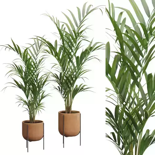 Areca Palm In Terracota Planter 