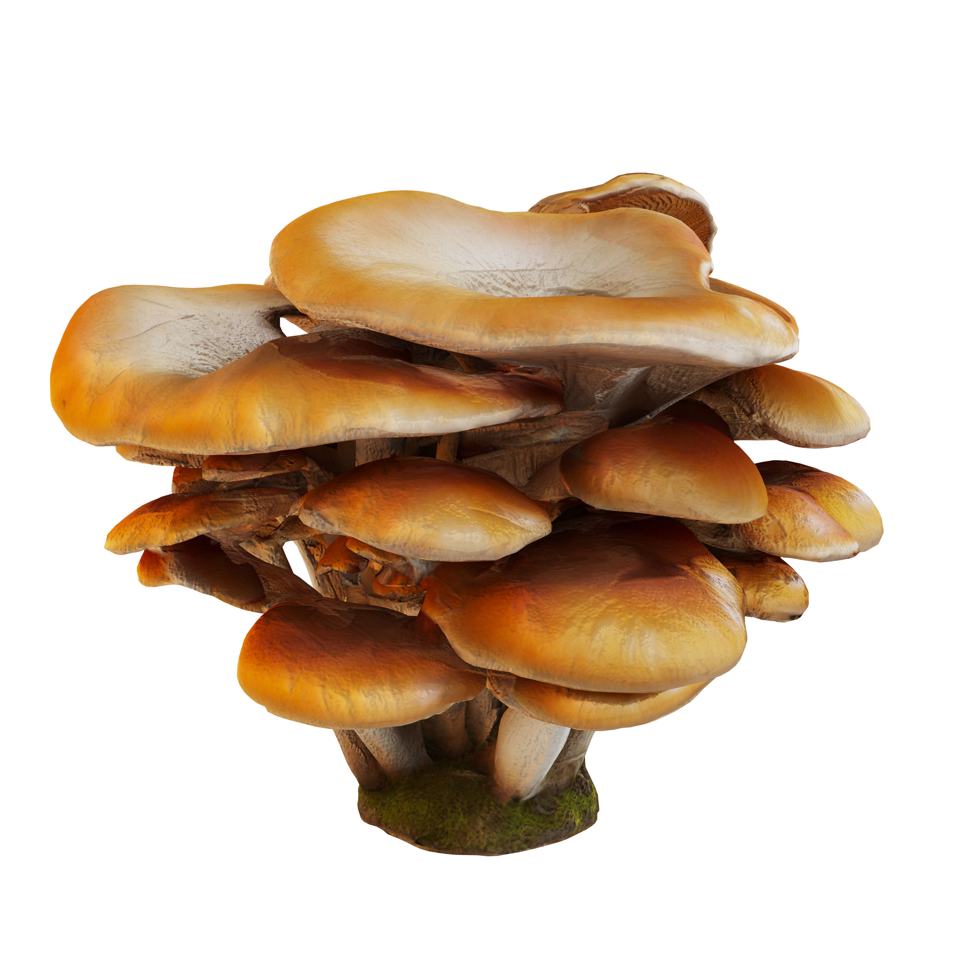 Mushroom set 02 3D model_1