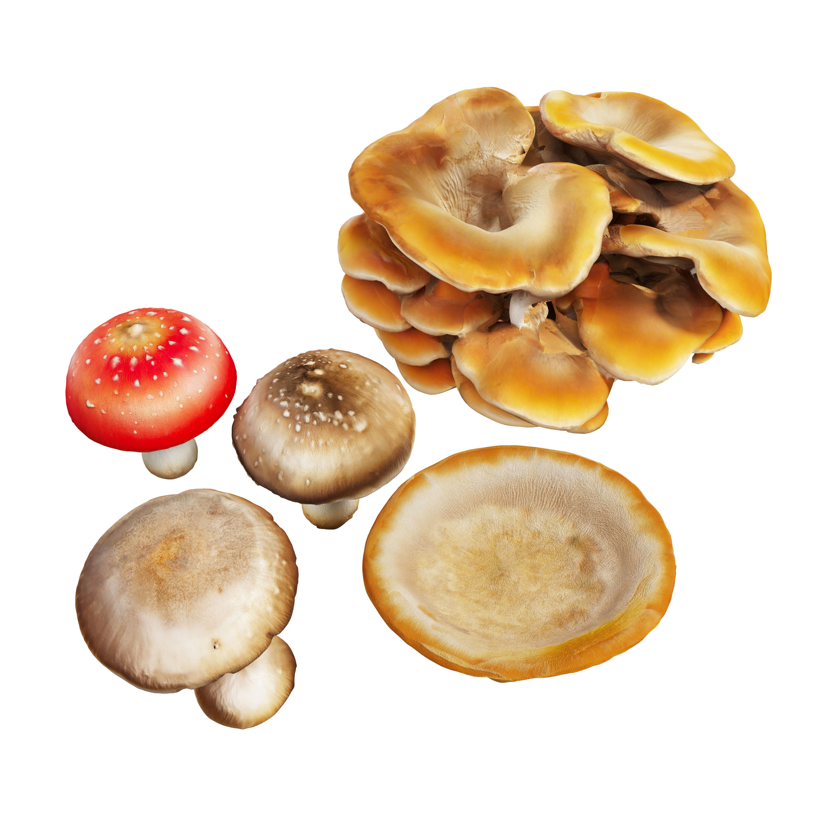 Mushroom set 02 3D model_2