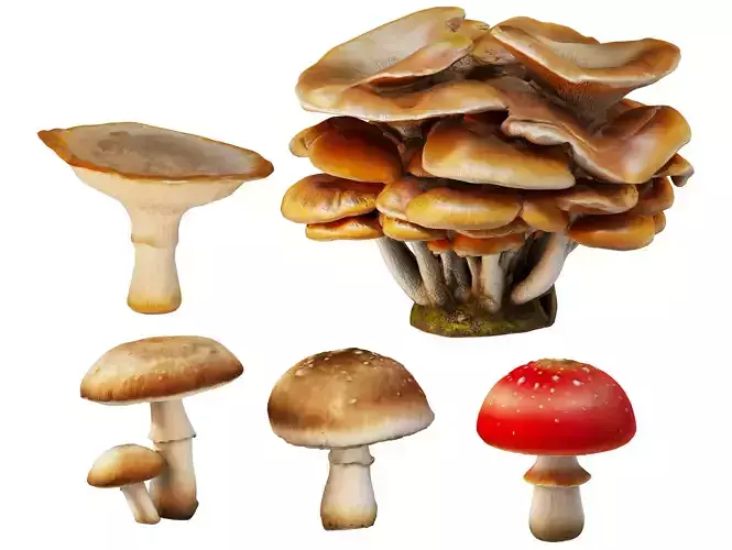 Mushroom set 02