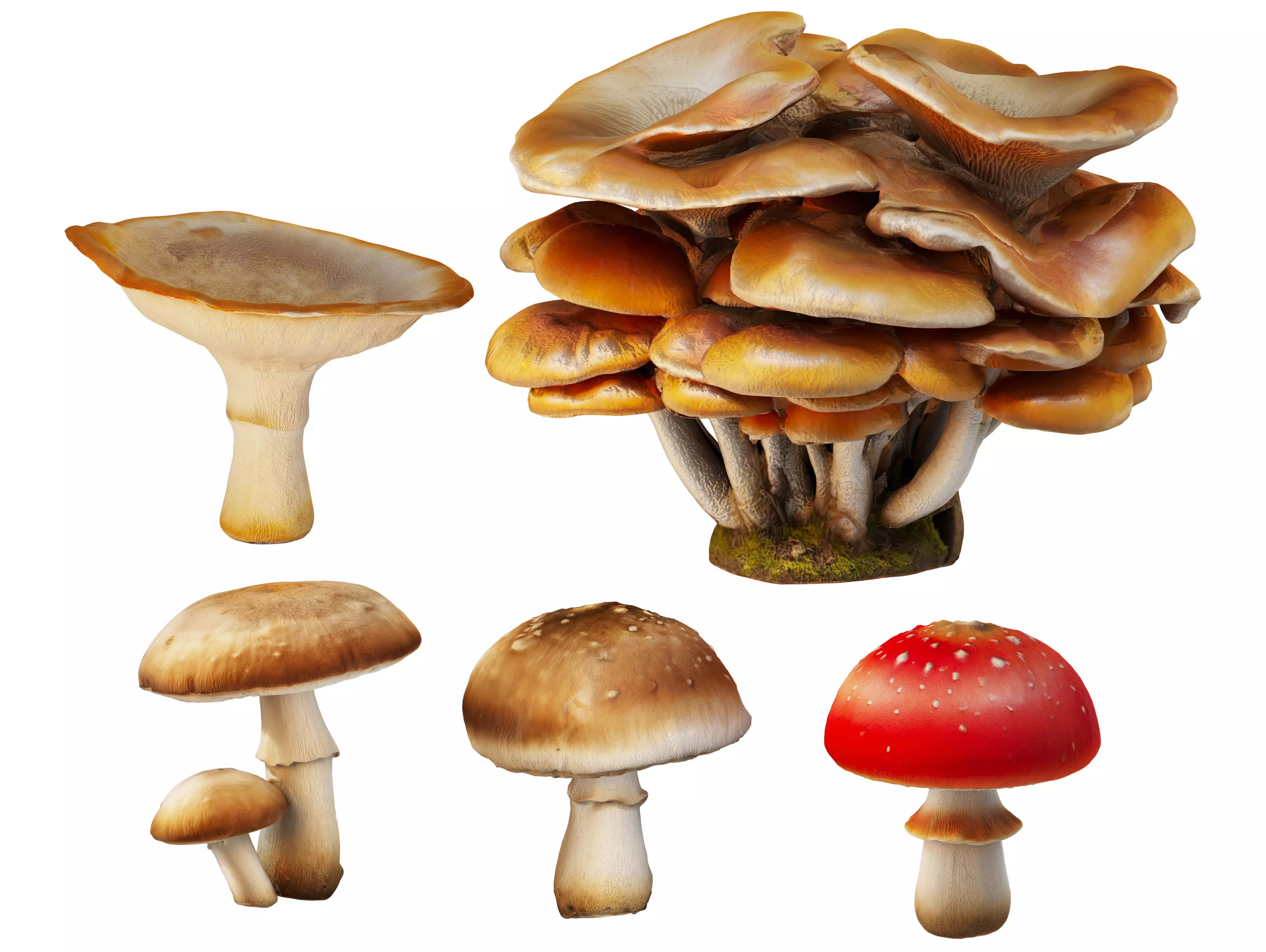 Mushroom set 02 3D model_0