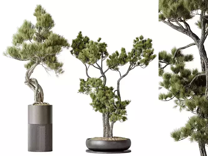 AV Indoor plants set 135 Bonsai Pinus Pentaphylla Thunbergii