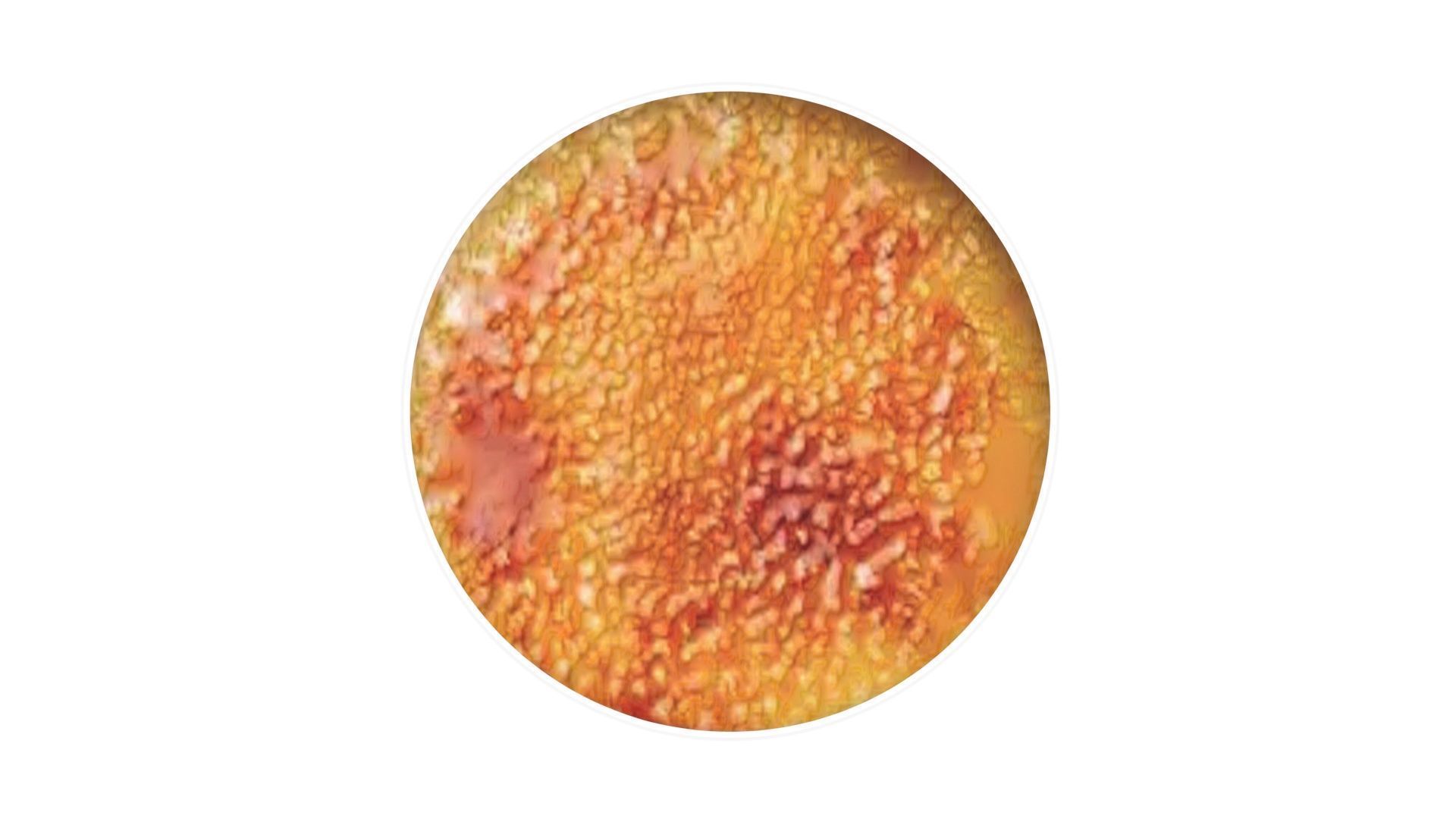 Creme Brulee 3D model_15