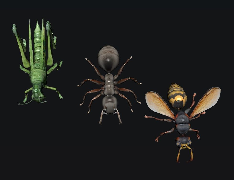 Animals Insect 3D model_1