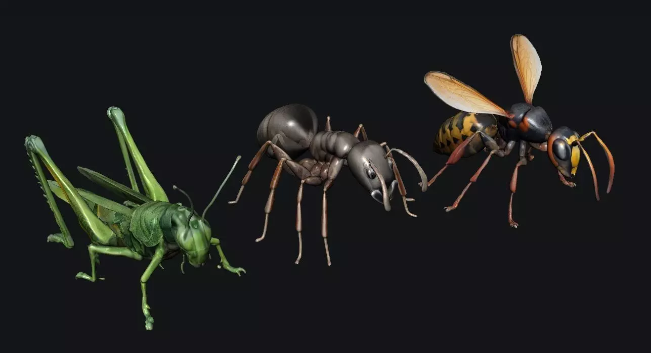 Animals Insect 3D model_0