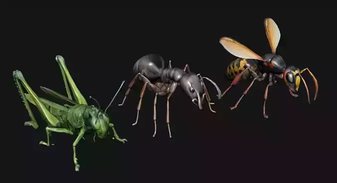 Animals Insect