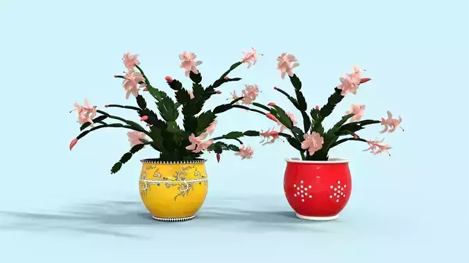 Schlumbergera Christmas Cactus Plant Flower