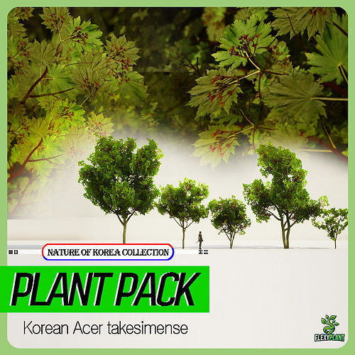 Korean Endemic Species Plant - 5 Acer takesimense  Maple Tree Low-poly 3D model