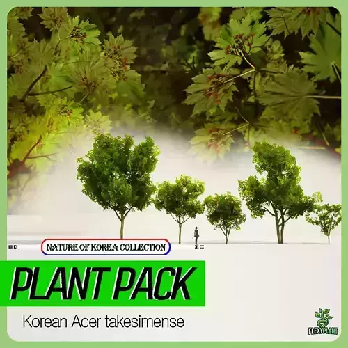 Korean Endemic Species Plant - 5 Acer takesimense  Maple Tree