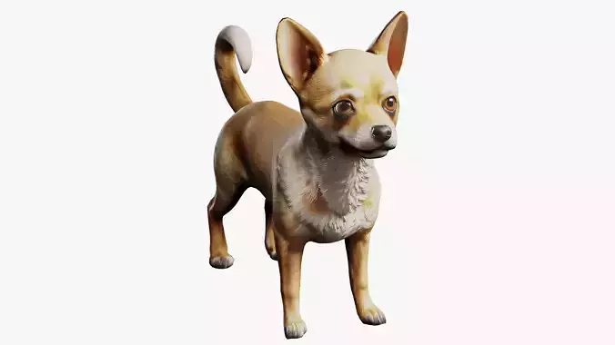 Chihuahua Low-poly 3D model