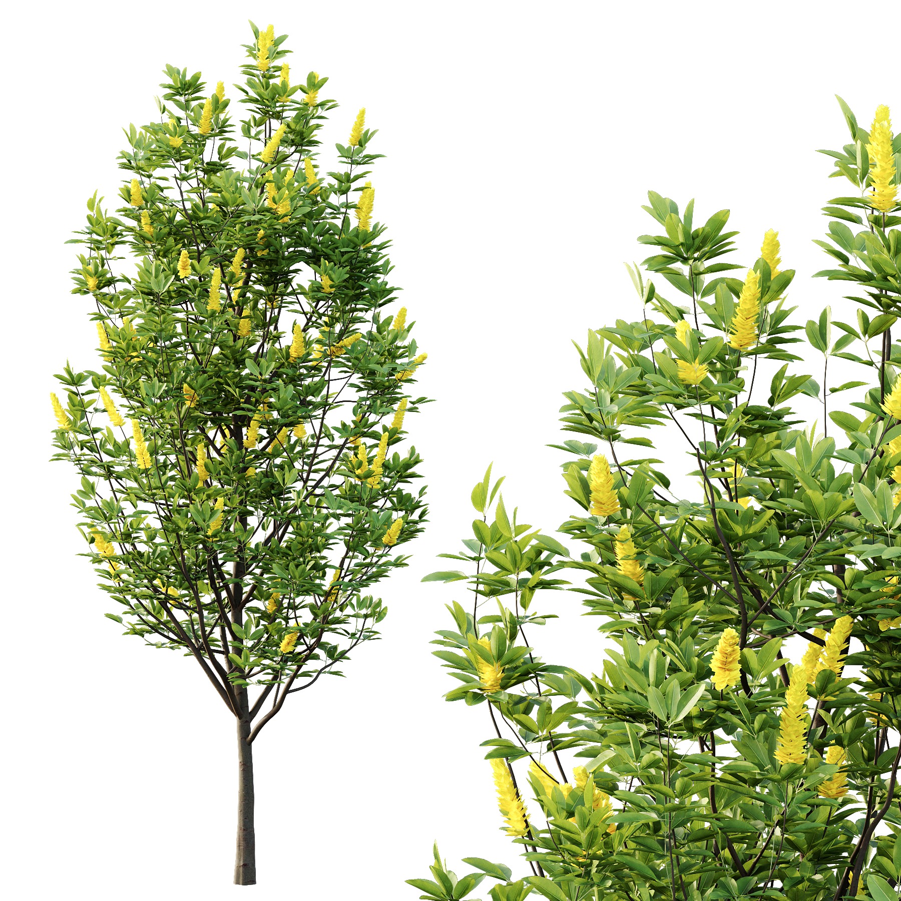 Argyrocytisus battandieri 01 3D model_4