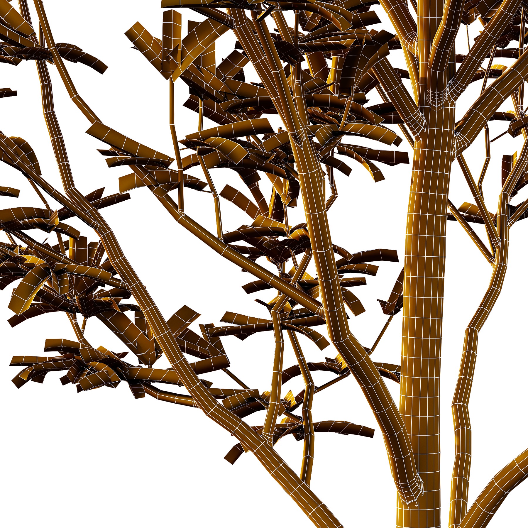 Argyrocytisus battandieri 01 3D model_6
