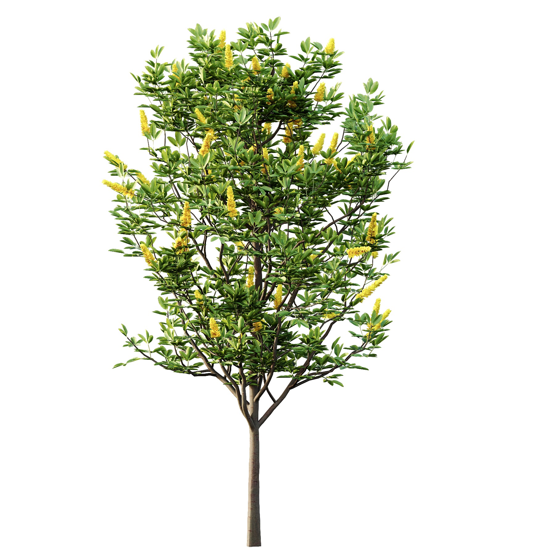 Argyrocytisus battandieri 01 3D model_3