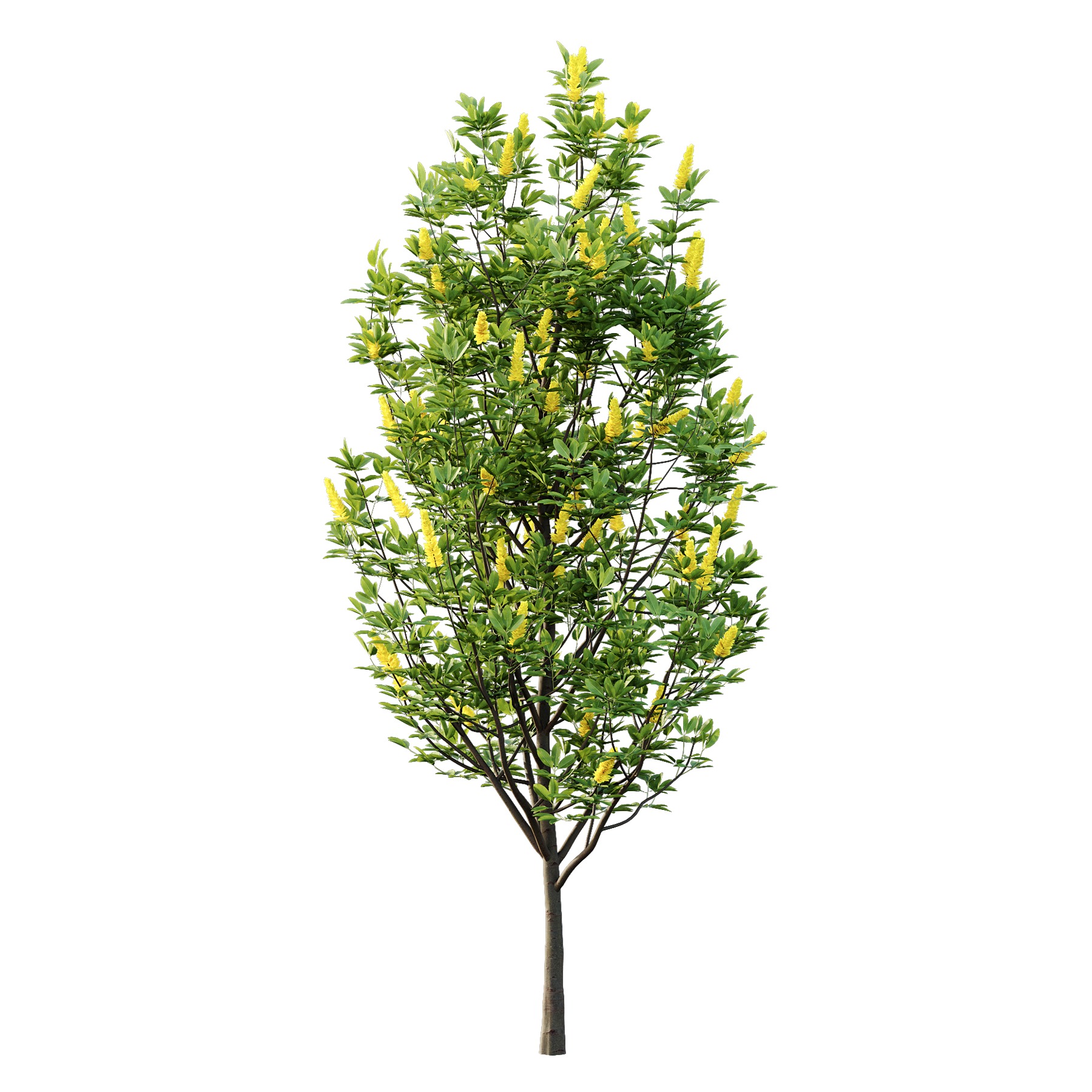 Argyrocytisus battandieri 01 3D model_2
