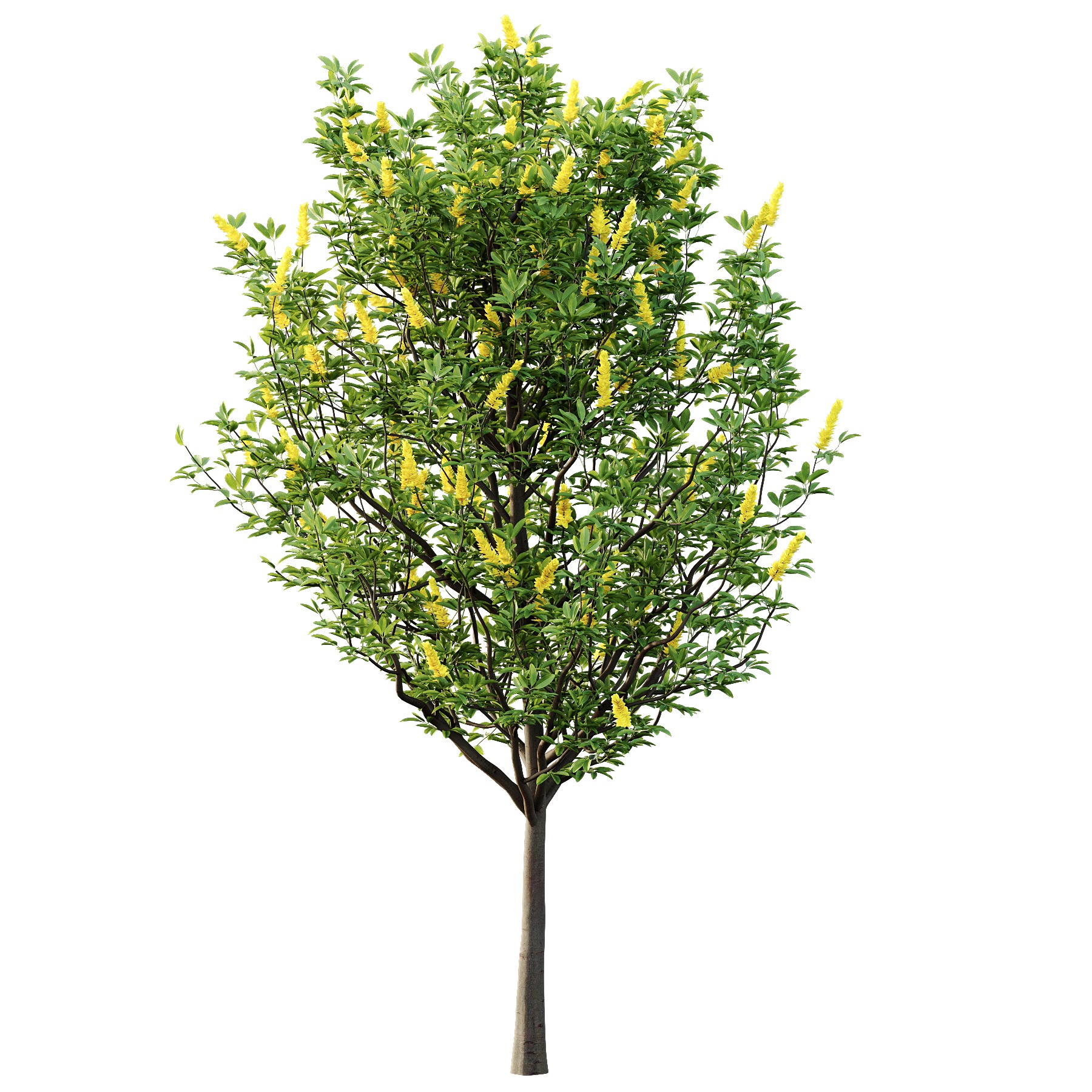 Argyrocytisus battandieri 01 3D model_5