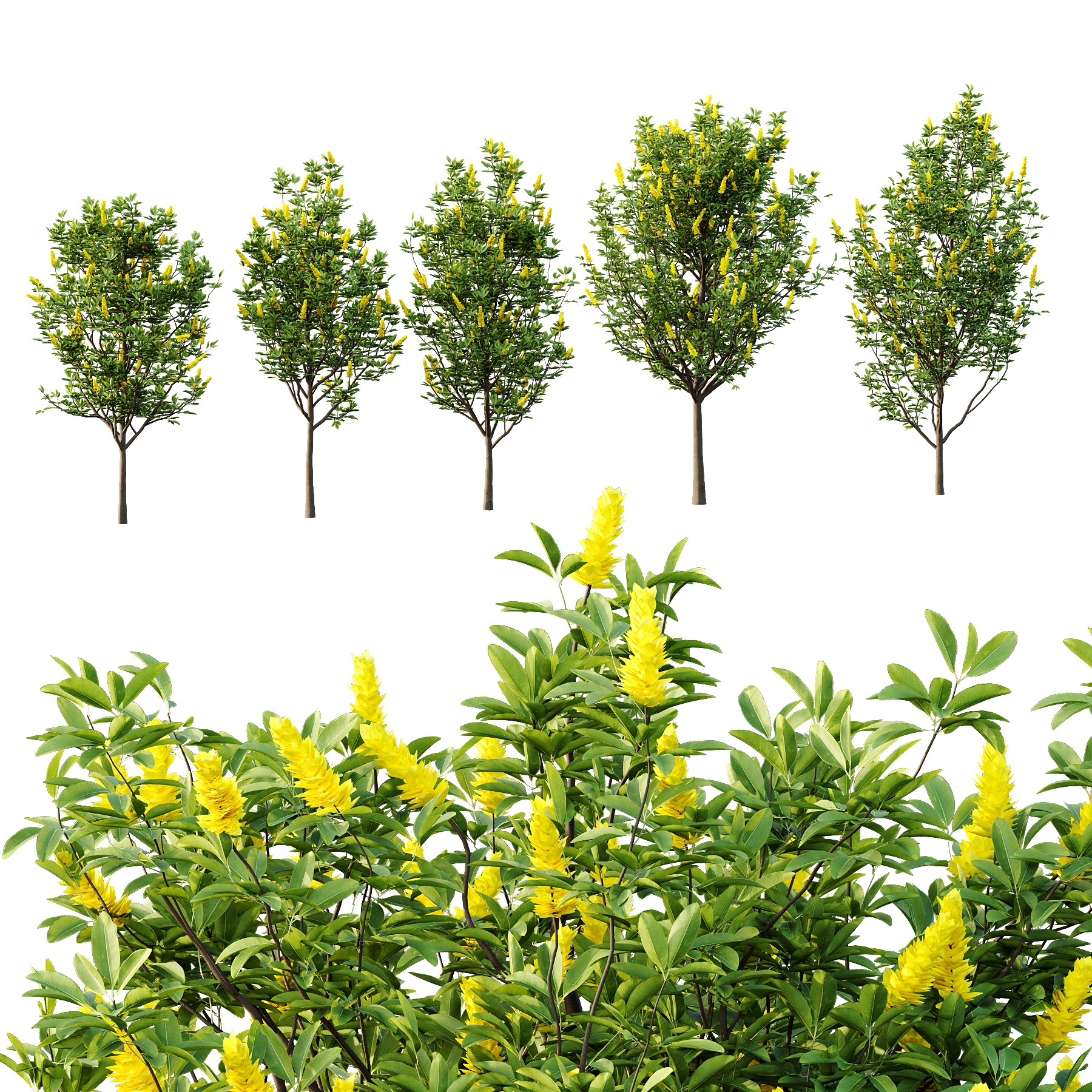 Argyrocytisus battandieri 01 3D model_1