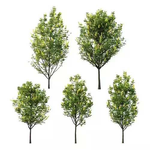 Argyrocytisus battandieri 01 3D model
