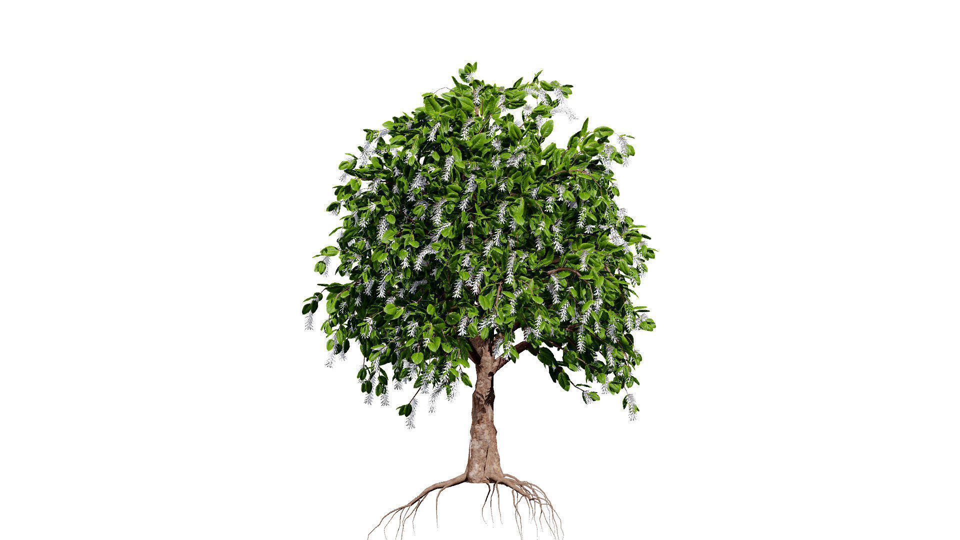 Coffee Plant 3D Model Low-poly 3D model_2