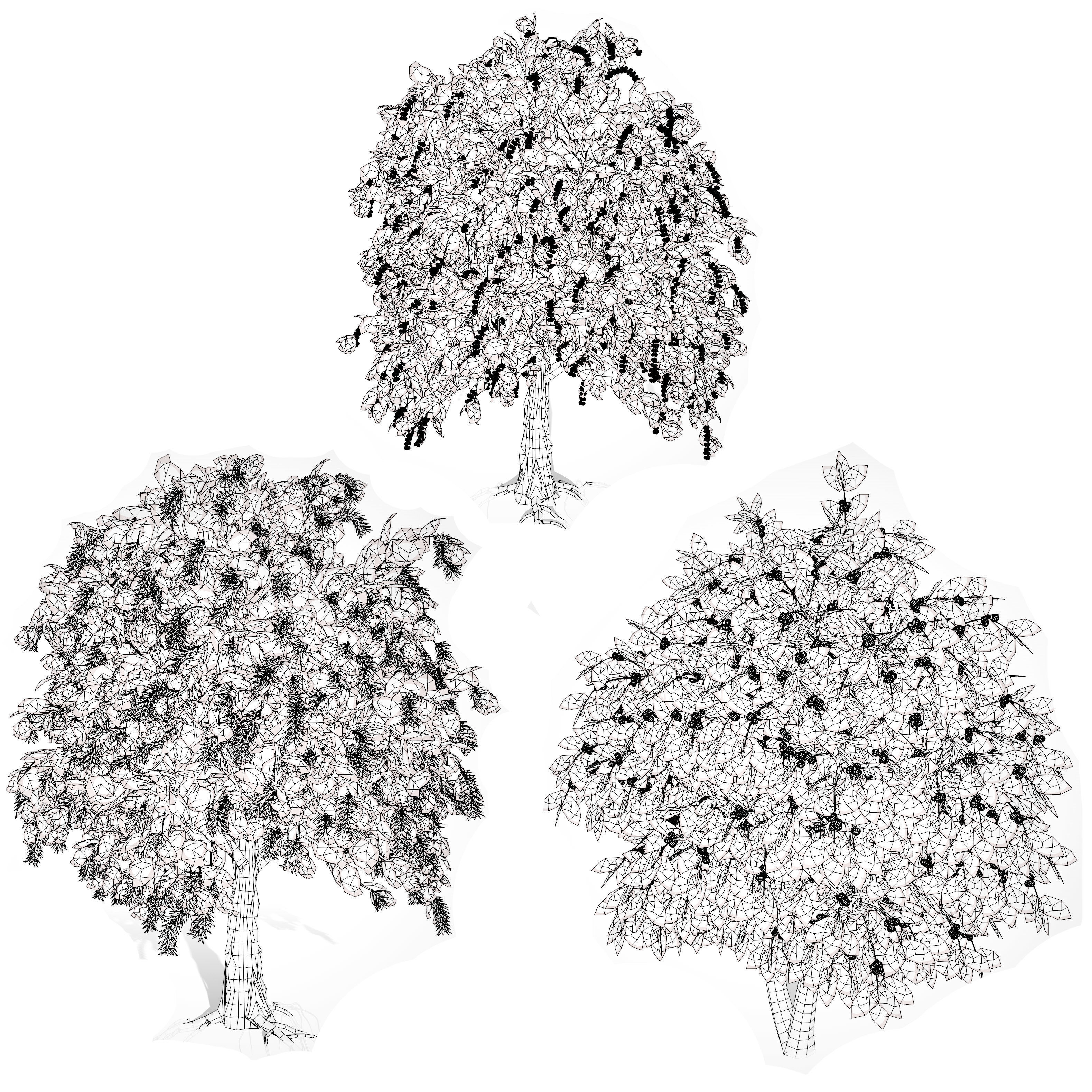 Coffee Plant 3D Model Low-poly 3D model_10