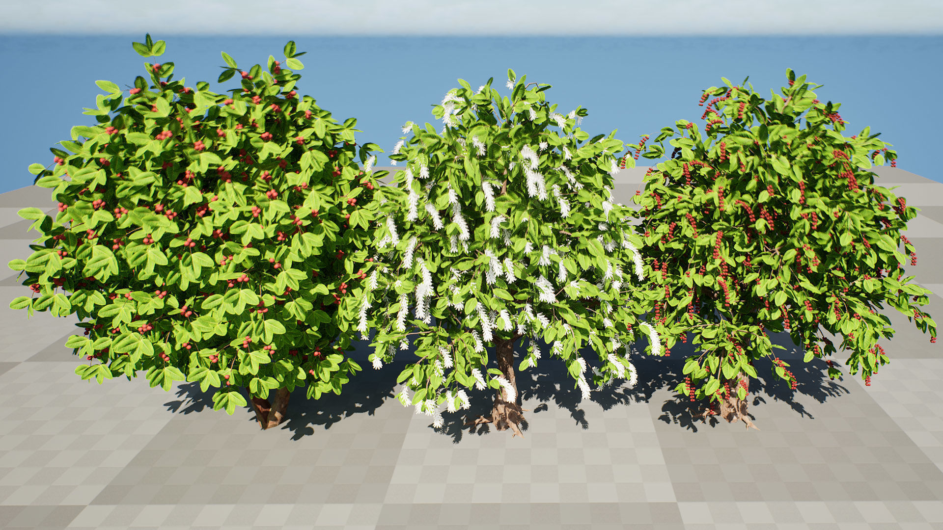 Coffee Plant 3D Model Low-poly 3D model_4