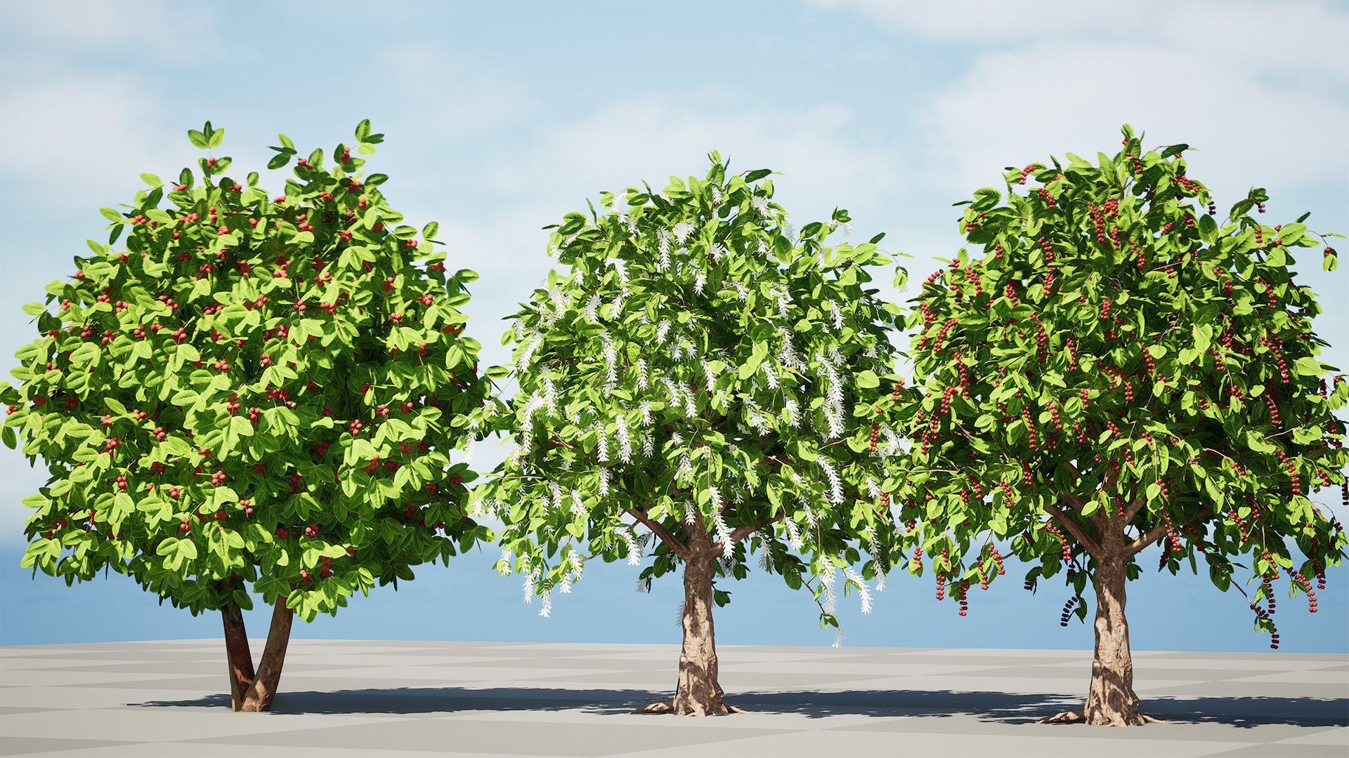 Coffee Plant 3D Model Low-poly 3D model_3