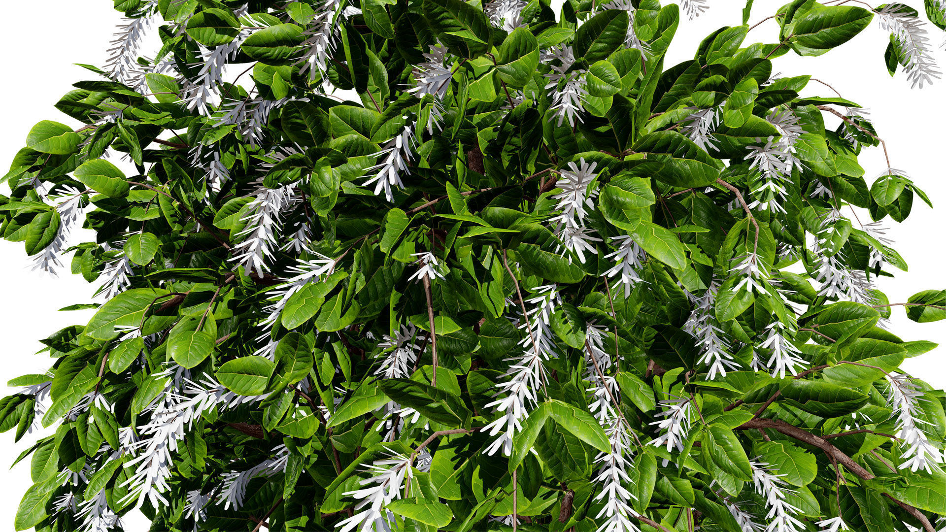 Coffee Plant 3D Model Low-poly 3D model_6