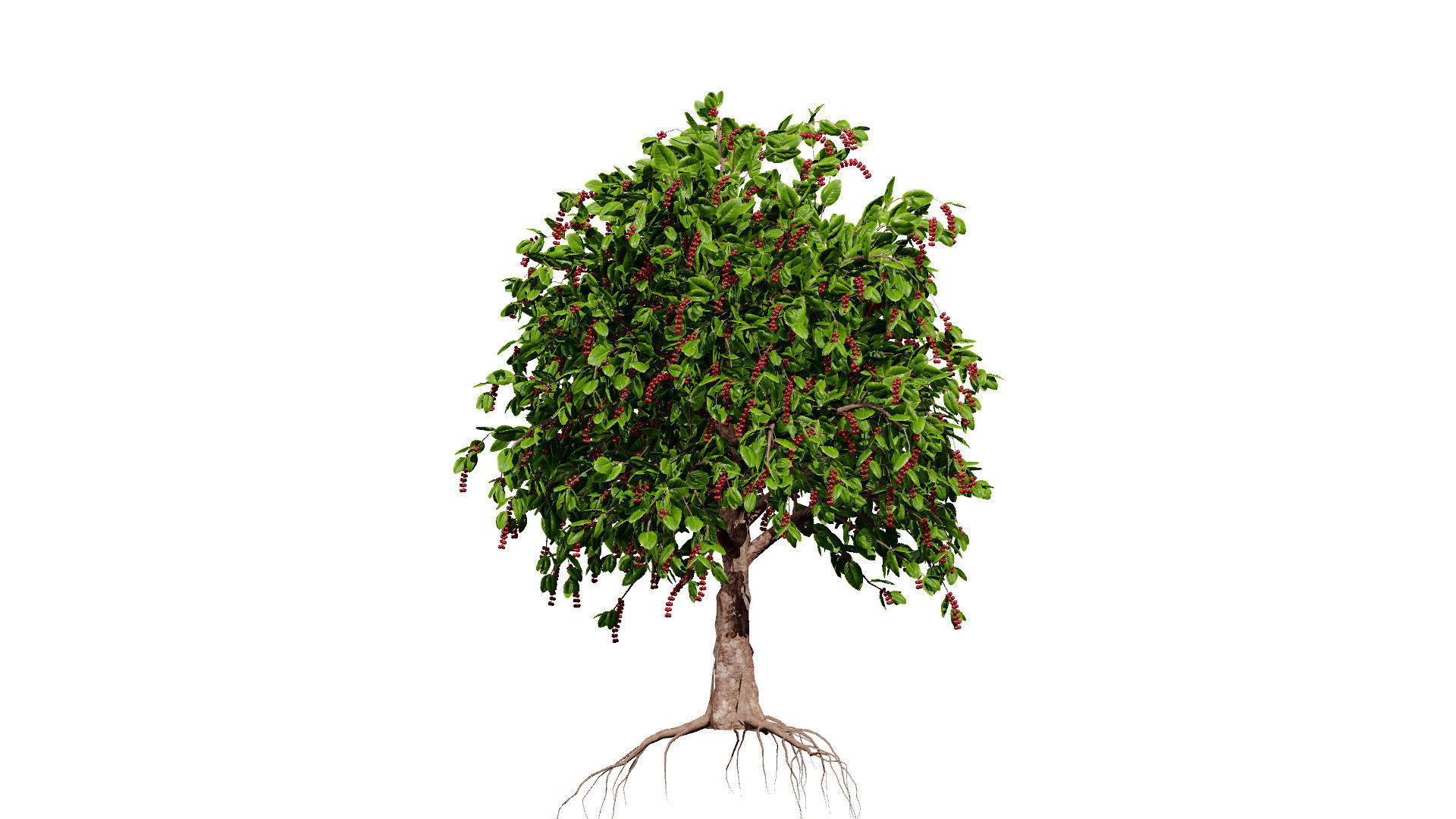 Coffee Plant 3D Model Low-poly 3D model_9