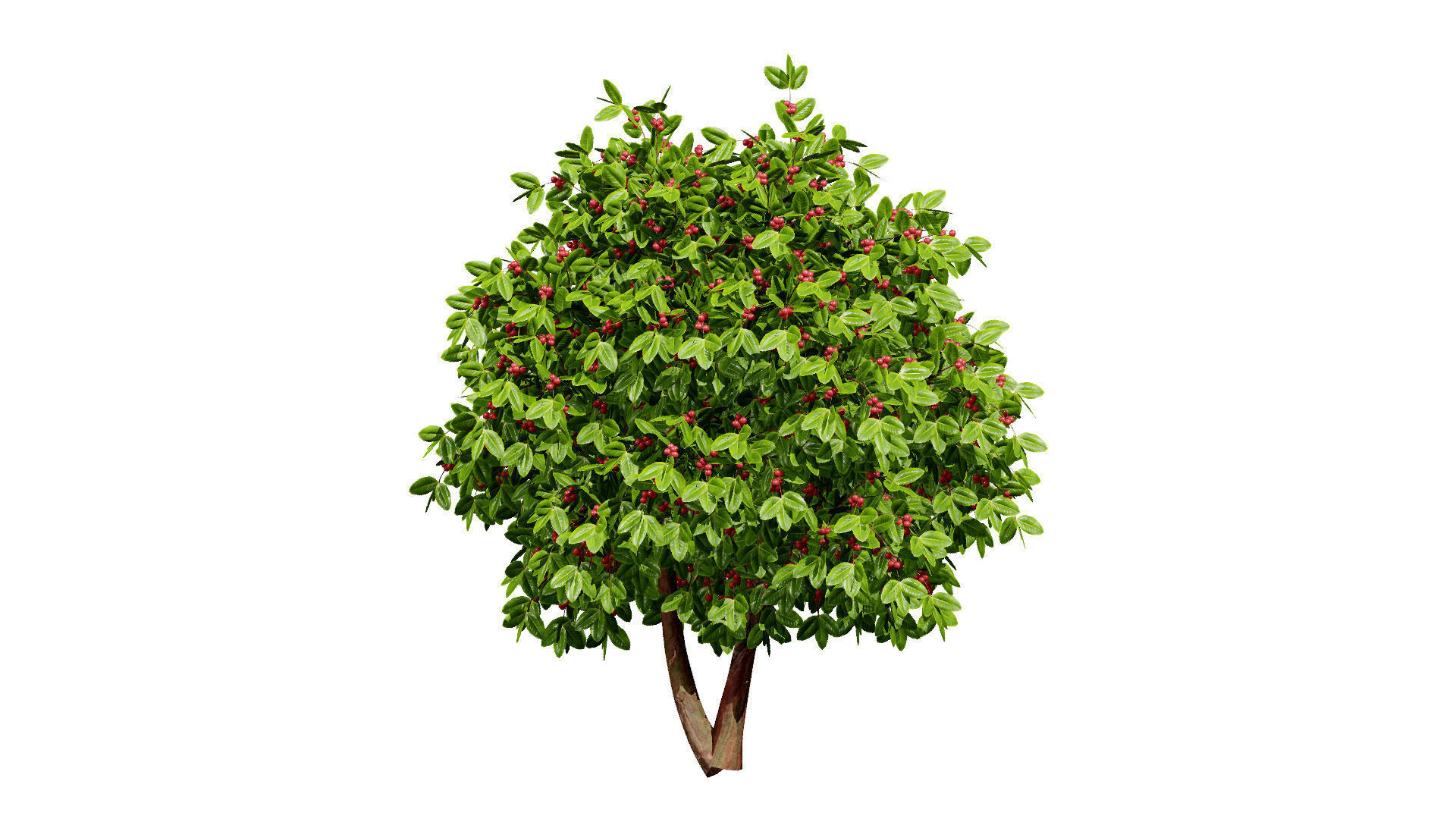 Coffee Plant 3D Model Low-poly 3D model_5