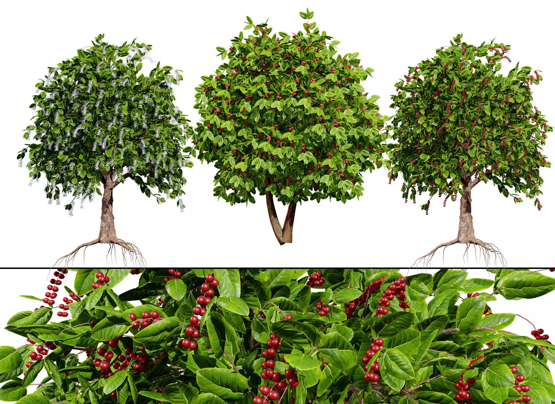 Coffee Plant 3D Model Low-poly 3D model_0