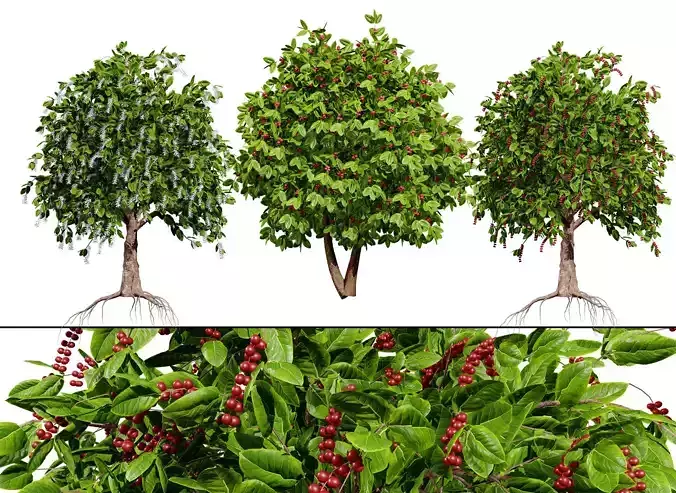 Coffee Plant 3D Model Low-poly 3D model Coffee Plant 3D Model Low-poly 3D model