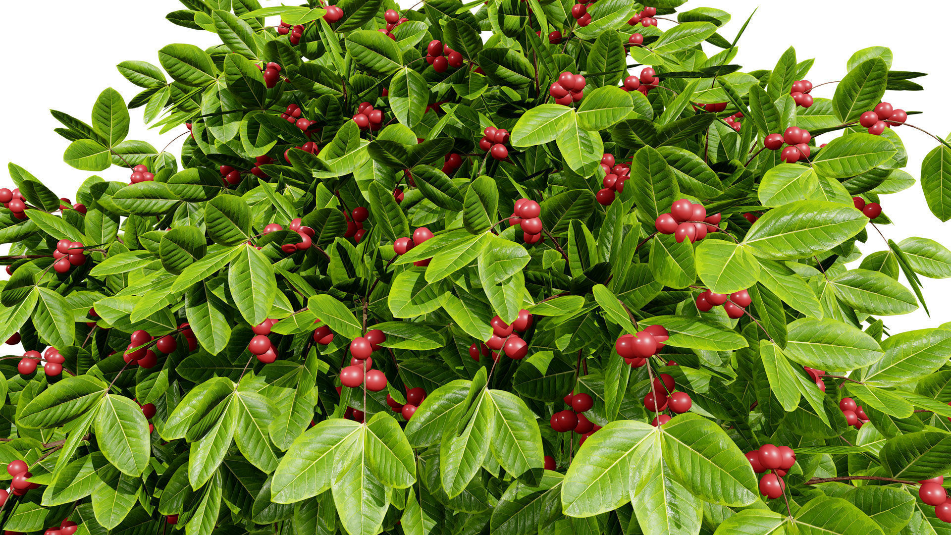 Coffee Plant 3D Model Low-poly 3D model_8