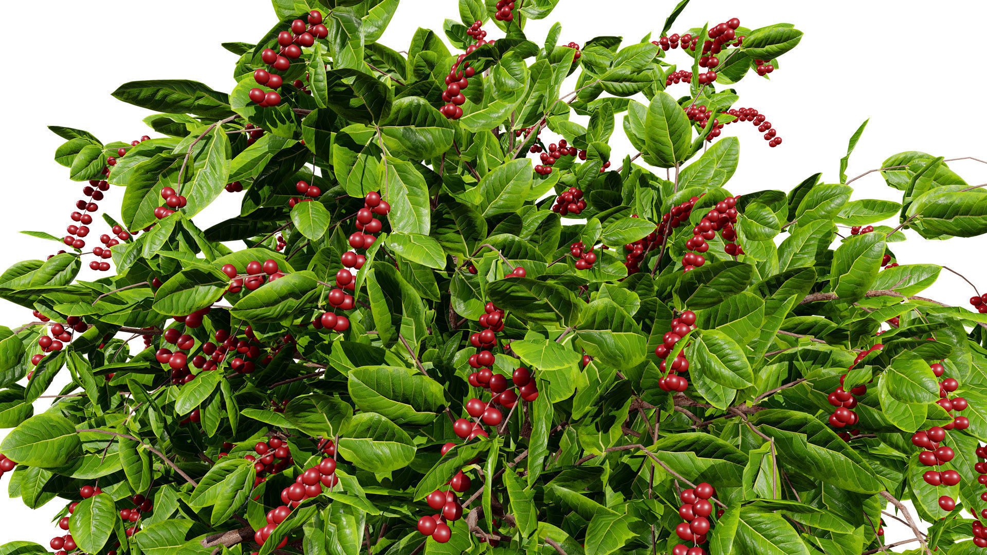 Coffee Plant 3D Model Low-poly 3D model_7