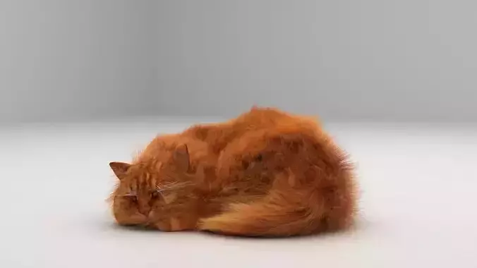 Realistic 3D Cat Model