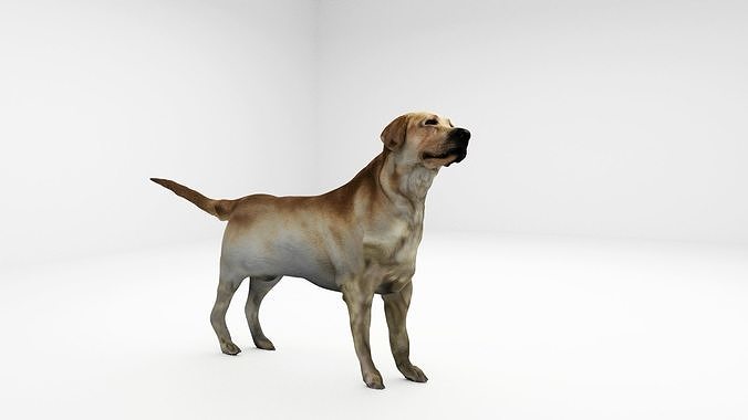 Realistic 3D Dog Model  3D model