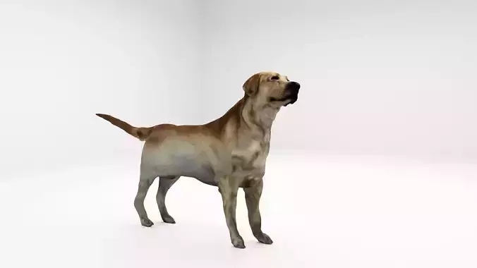 Realistic 3D Dog Model  3D model