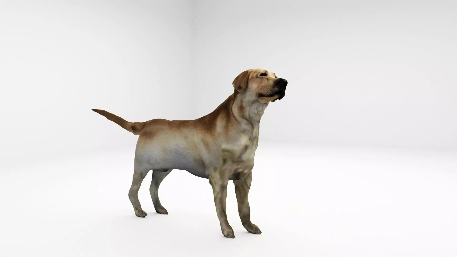 Realistic 3D Dog Model  3D model_0