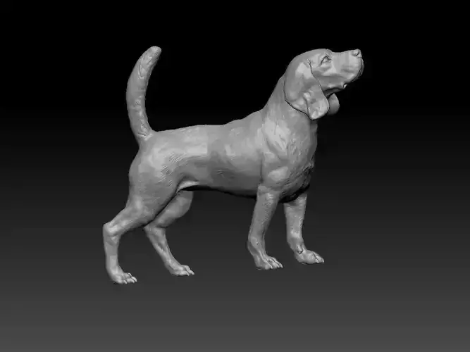 Beagle dog animal  3D print model