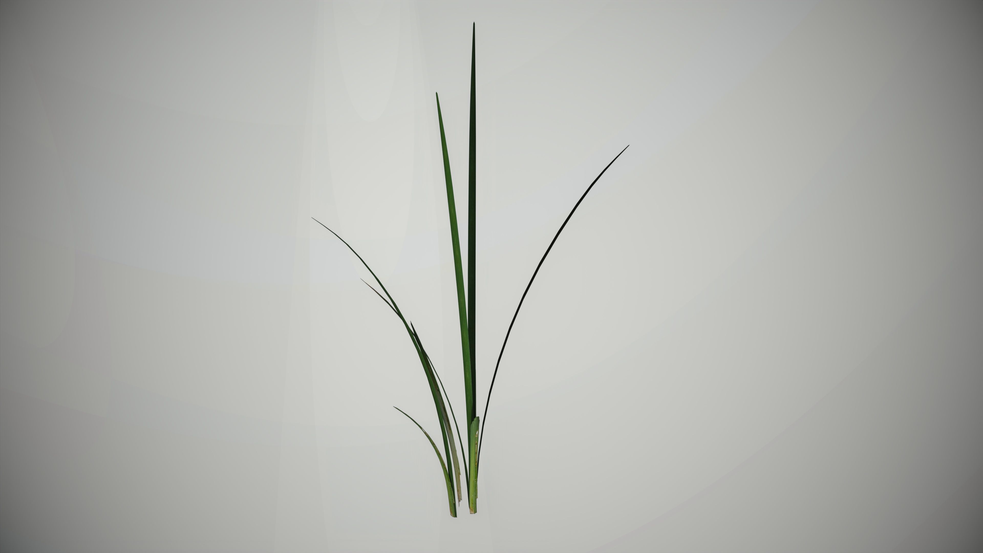 Lake Plants  Nymphaea Typha latifolia Low-poly 3D model_6