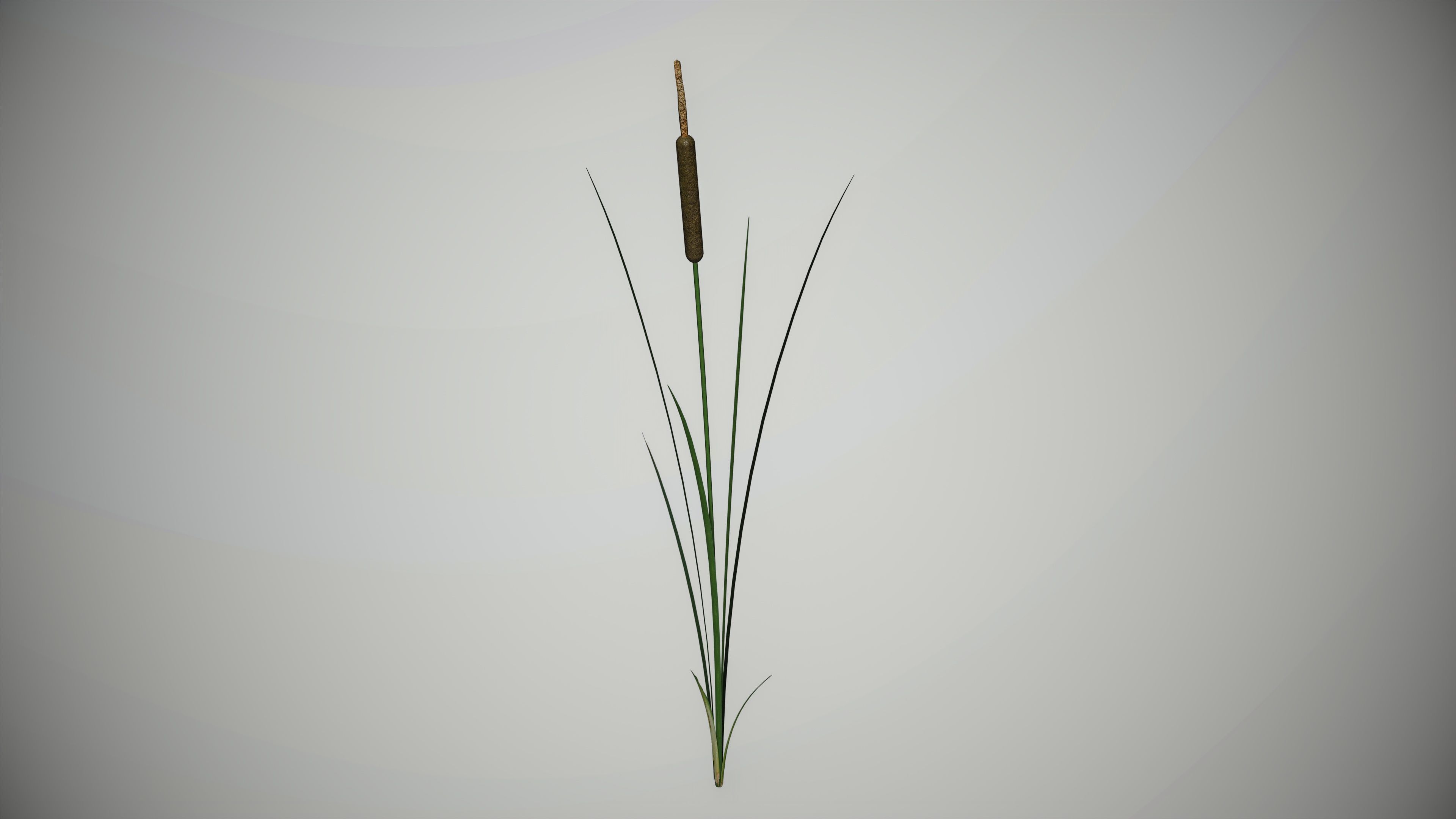 Lake Plants  Nymphaea Typha latifolia Low-poly 3D model_7
