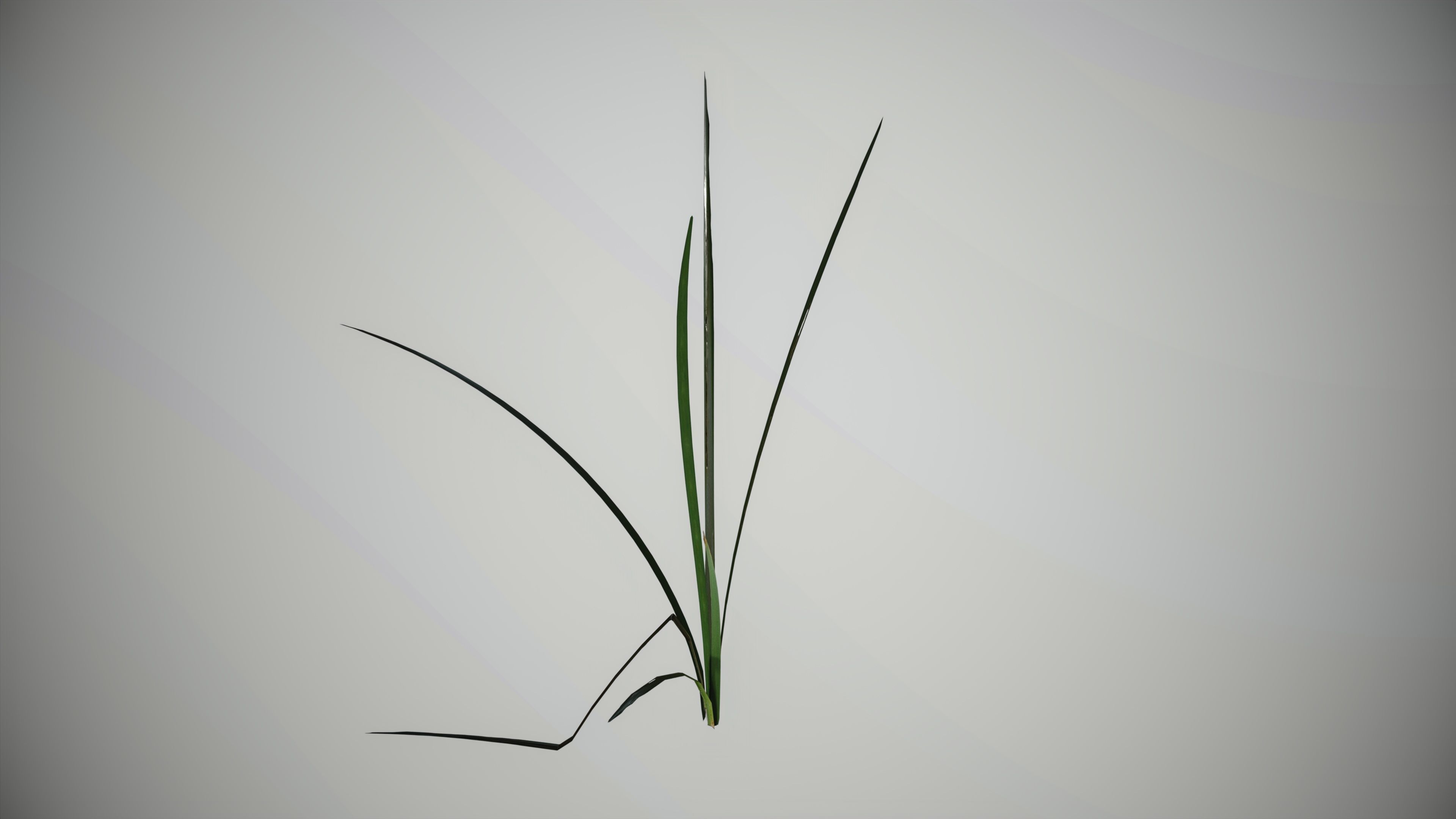 Lake Plants  Nymphaea Typha latifolia Low-poly 3D model_8