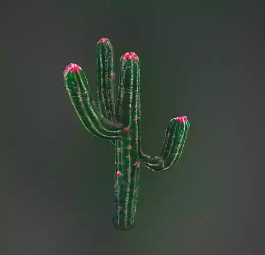 Arizona cactus