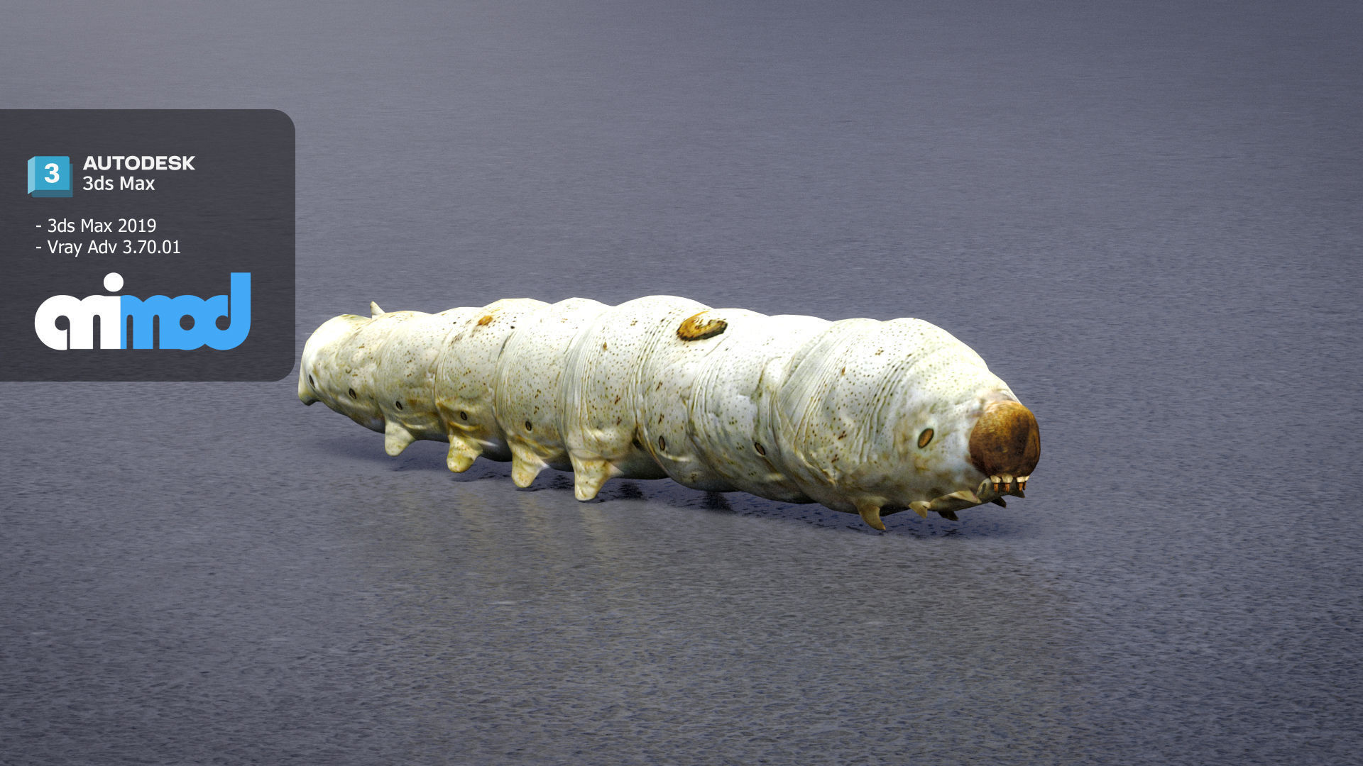 Silkworm 3D model_2